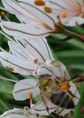 asphodèle blanc et abeille